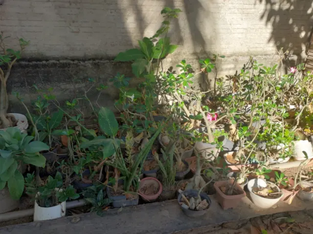 Rosa do deserto